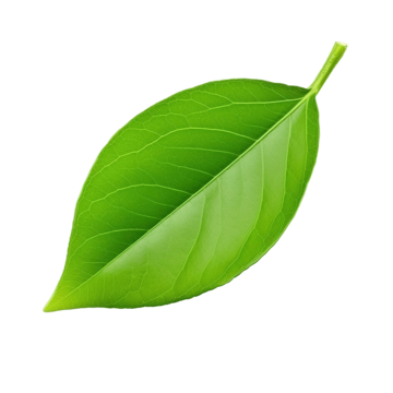 pngtree-lemon-leaf-isolated-png-file-format-png-image_10119224